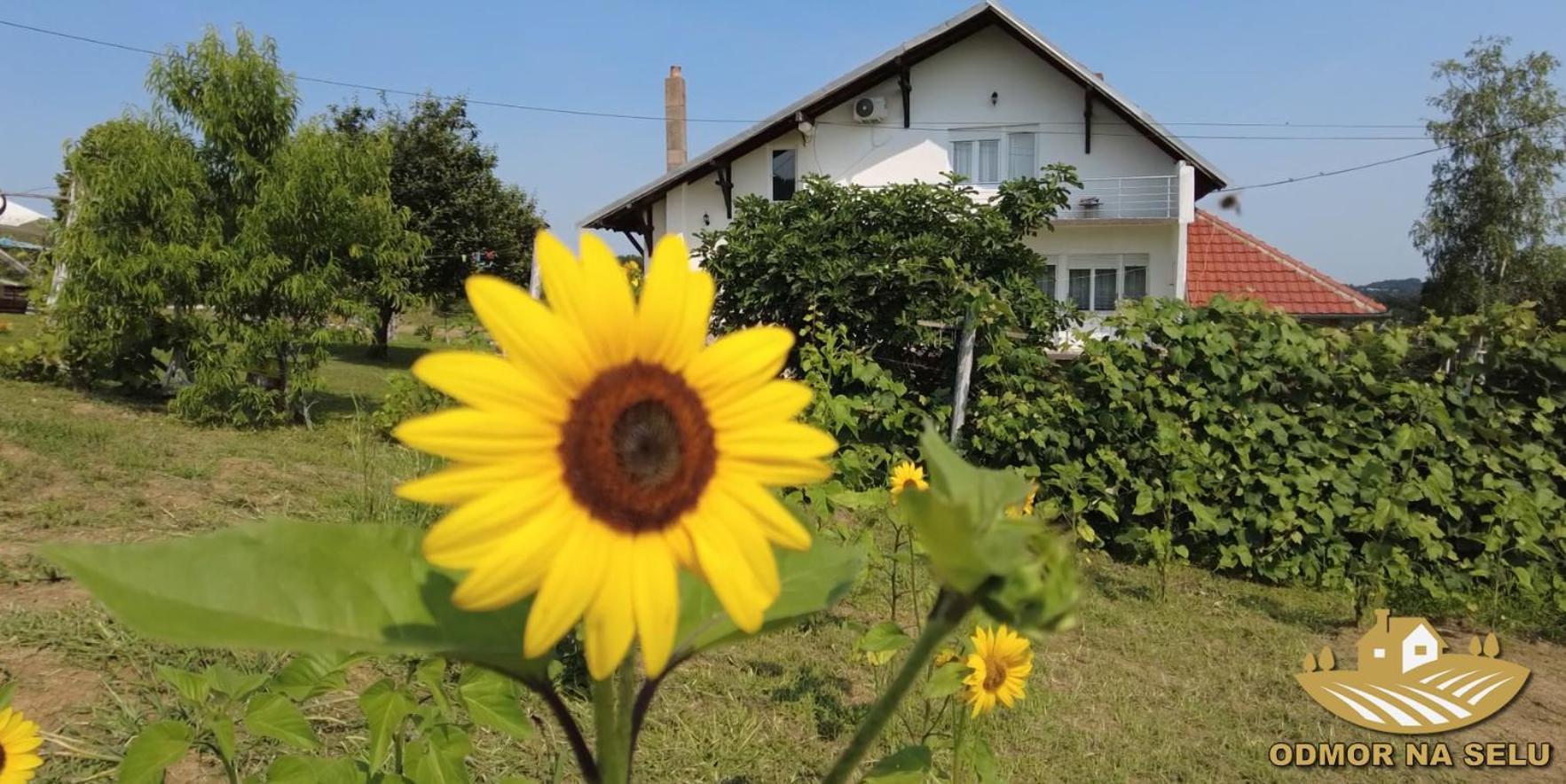 Odmor Na Selu Babajic Apartment Ljig Bagian luar foto